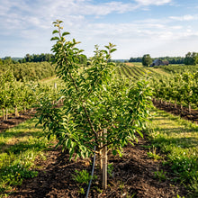 Honeycrisp Apple Seeds for Planting