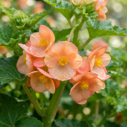 Apricot Begonia Flower Seeds for Garden Planting