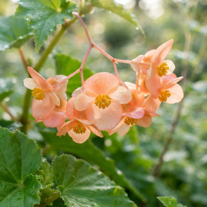 Apricot Begonia Flower Seeds for Garden Planting
