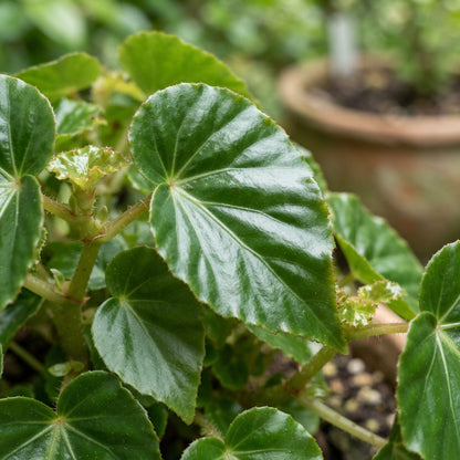 Apricot Begonia Flower Seeds for Garden Planting