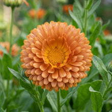 Deep Apricot Calendula Flower Seeds For Planting