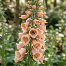 Foxglove Digitalis Purpurea Apricot Seeds for Planting