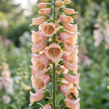 Foxglove Digitalis Purpurea Apricot Seeds for Planting