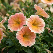 Apricot Petunia Flower Seeds For Planting