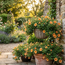 Apricot Petunia Flower Seeds For Planting