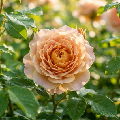 Apricot Rose Flower Seeds - Apricot Rose Flower Seeds for Garden