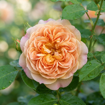 Apricot Rose Flower Seeds - Apricot Rose Flower Seeds for Garden