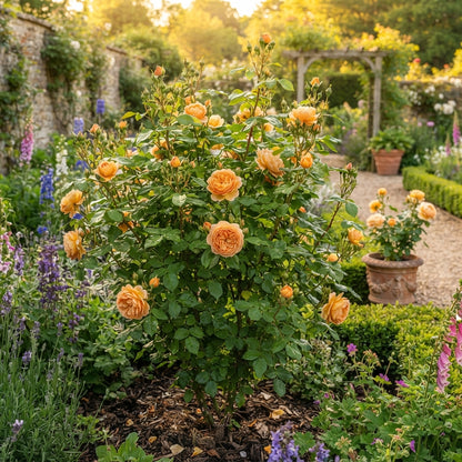Apricot Rose Flower Seeds - Apricot Rose Flower Seeds for Garden