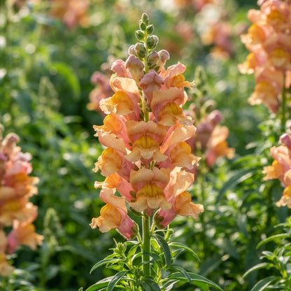 Apricot Snapdragon Flower Seeds - Apricot Snapdragon Flower Seeds for Garden