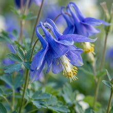 Aquilegia Alpina Flower Seeds For Planting