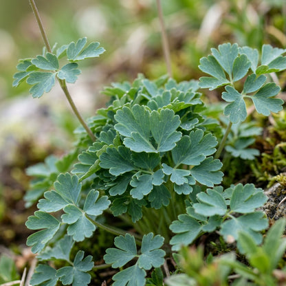 Aquilegia Alpina Flower Seeds For Planting