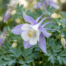 Aquilegia discolor Flower Seeds for Planting