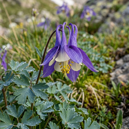 Aquilegia Einseleana Flower Seeds For Planting