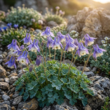 Aquilegia Einseleana Flower Seeds For Planting