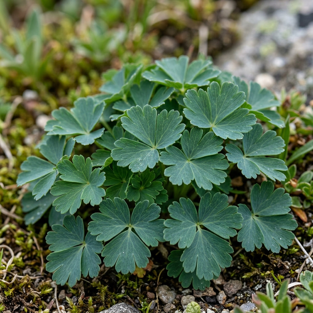Aquilegia Einseleana Flower Seeds For Planting