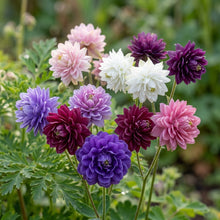 Aquilegia Barlow Mixed Seeds