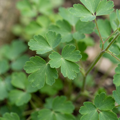 Columbine Flower Seeds - Columbine Flower Seeds for Garden