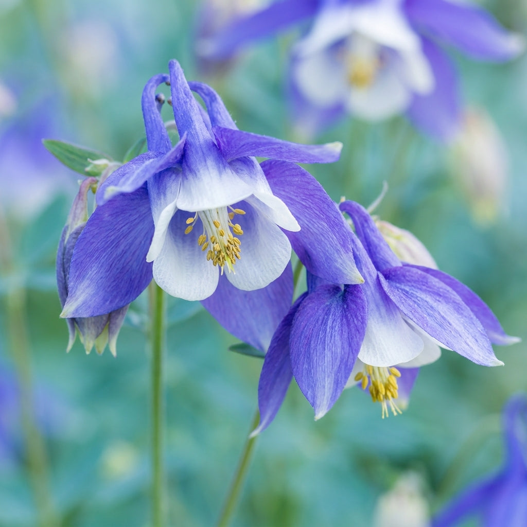 Aquilegia glandulosa Flower Seeds for Planting