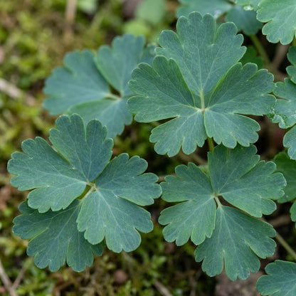 Aquilegia glandulosa Flower Seeds for Planting