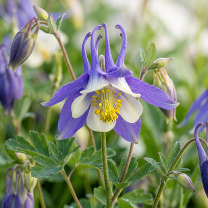 Aquilegia Olympica Flower Seeds For Planting