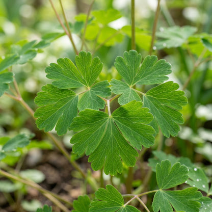 Aquilegia Olympica Flower Seeds For Planting