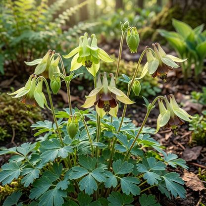 Aquilegia Viridiflora Columbine Flower Seeds