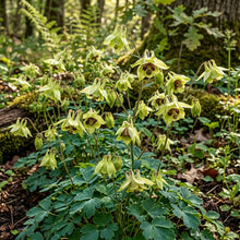 Aquilegia Viridiflora Columbine Flower Seeds