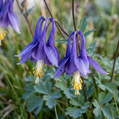 Aquilegia Pyrenaica Flower Seeds For Planting