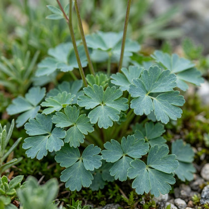 Aquilegia Pyrenaica Flower Seeds For Planting