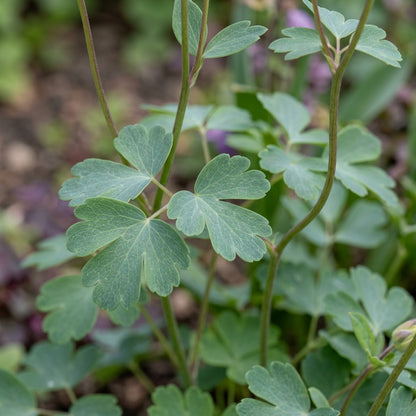 Aquilegia Viridiflora Columbine Flower Seeds