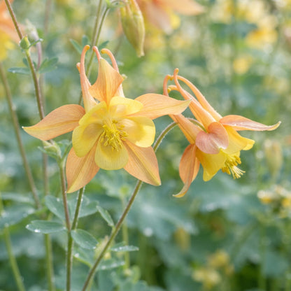 Aquilegia vulgaris Snowballs Flower Seeds