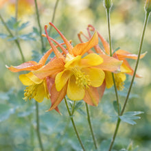 Aquilegia vulgaris Oranges and Lemons Flower Seeds