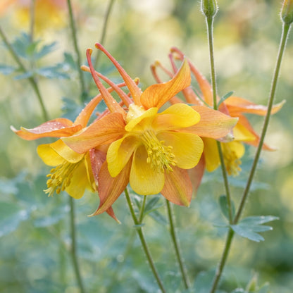 Aquilegia vulgaris Oranges and Lemons Flower Seeds