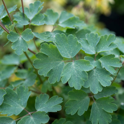Aquilegia vulgaris Snowballs Flower Seeds