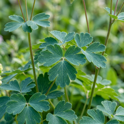 Aquilegia Vulgaris Alchemists Gold Columbine Flower Seeds