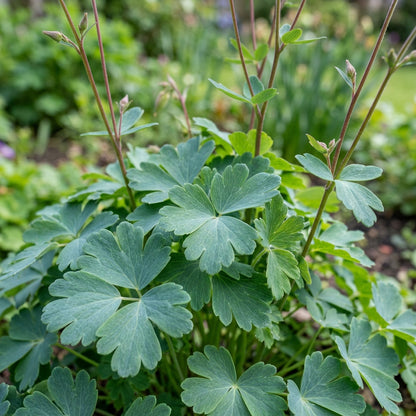Aquilegia Vulgaris Alchemist’s Mix Seeds