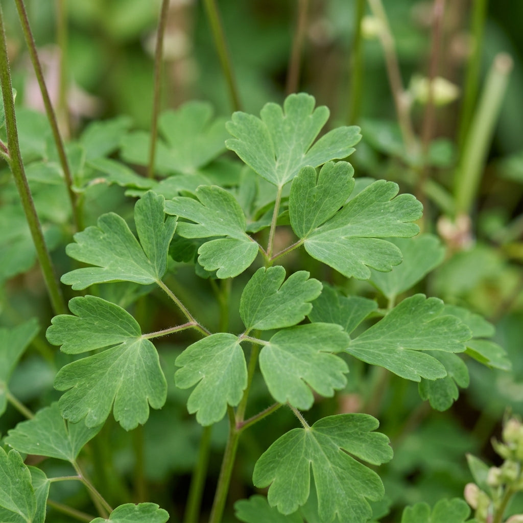 Pink Petticoat Columbine Seeds for Planting
