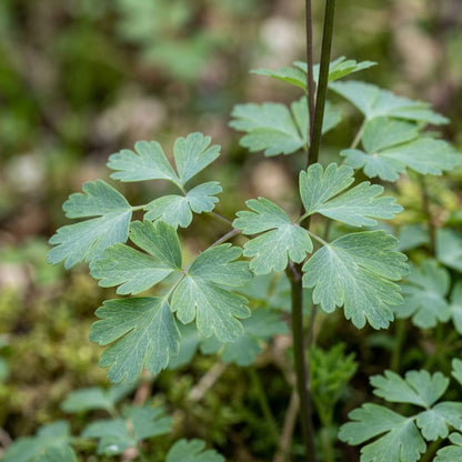 Aquilegia Vulgaris Kurdistanica Seeds for Garden Planting