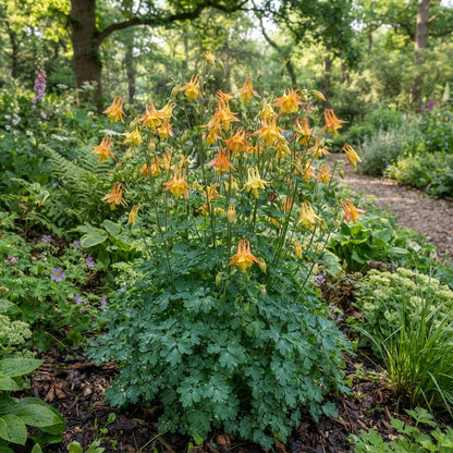 Aquilegia vulgaris Snowballs Flower Seeds