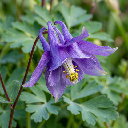 Aquilegia Vulgaris Kurdistanica Seeds for Garden Planting