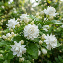 Arabian Jasmine Jasminum sambac Seeds for Planting