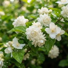 Arabian Jasmine Jasminum sambac Seeds for Planting