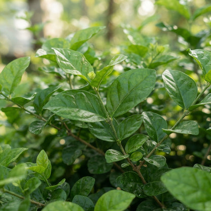 Arabian Jasmine Jasminum sambac Seeds for Planting