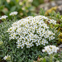 Arabis Snow Cap Flower Seeds For Planting