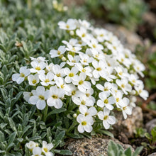 Arabis Snow Cap Flower Seeds For Planting