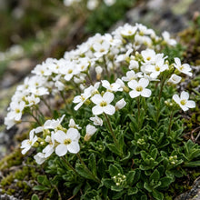 Arabis Alpina Flower Seeds