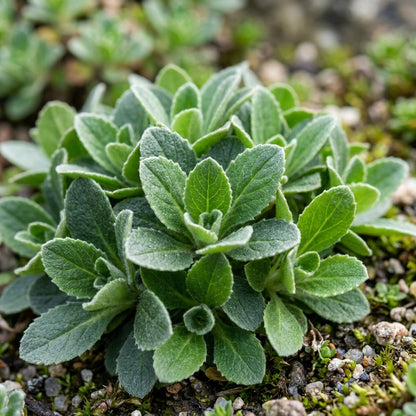 Arabis Alpina Flower Seeds