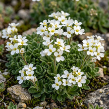 Arabis Androsacea Flower Seeds