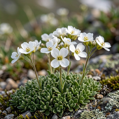 Arabis Androsacea Flower Seeds