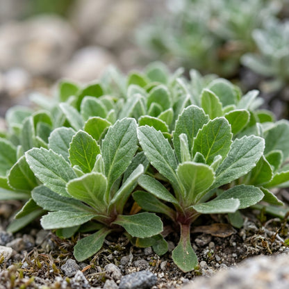 Arabis Androsacea Flower Seeds